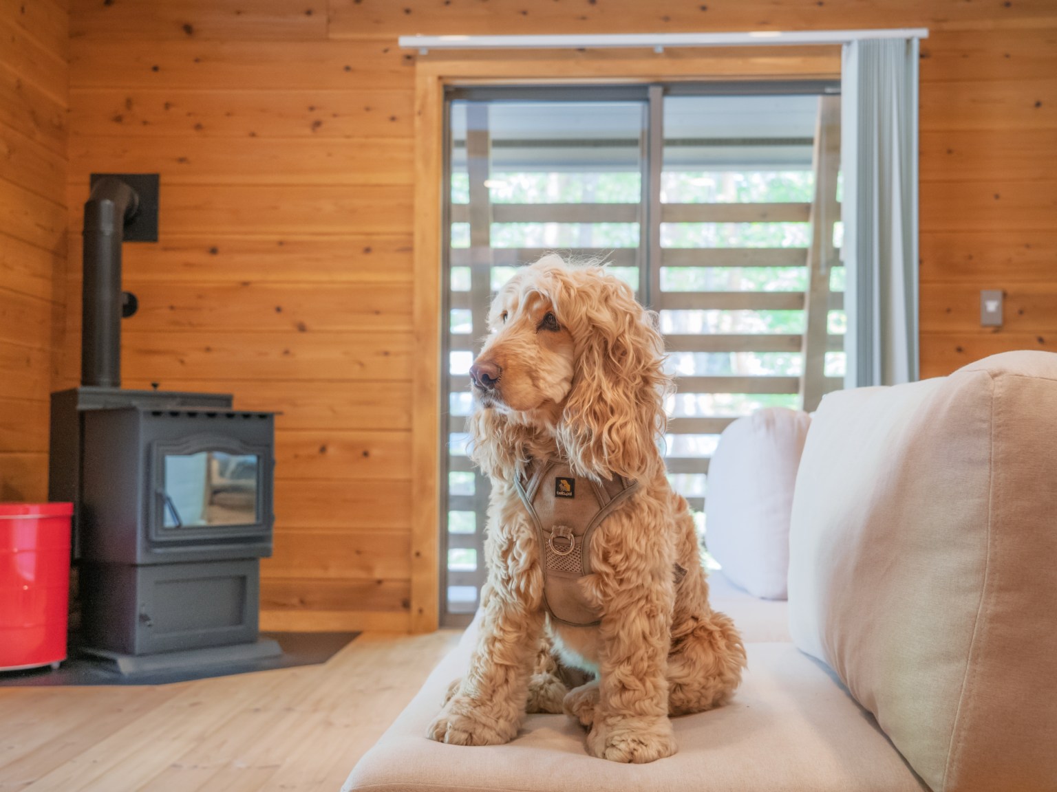 Rose DSC07919（編集済み）